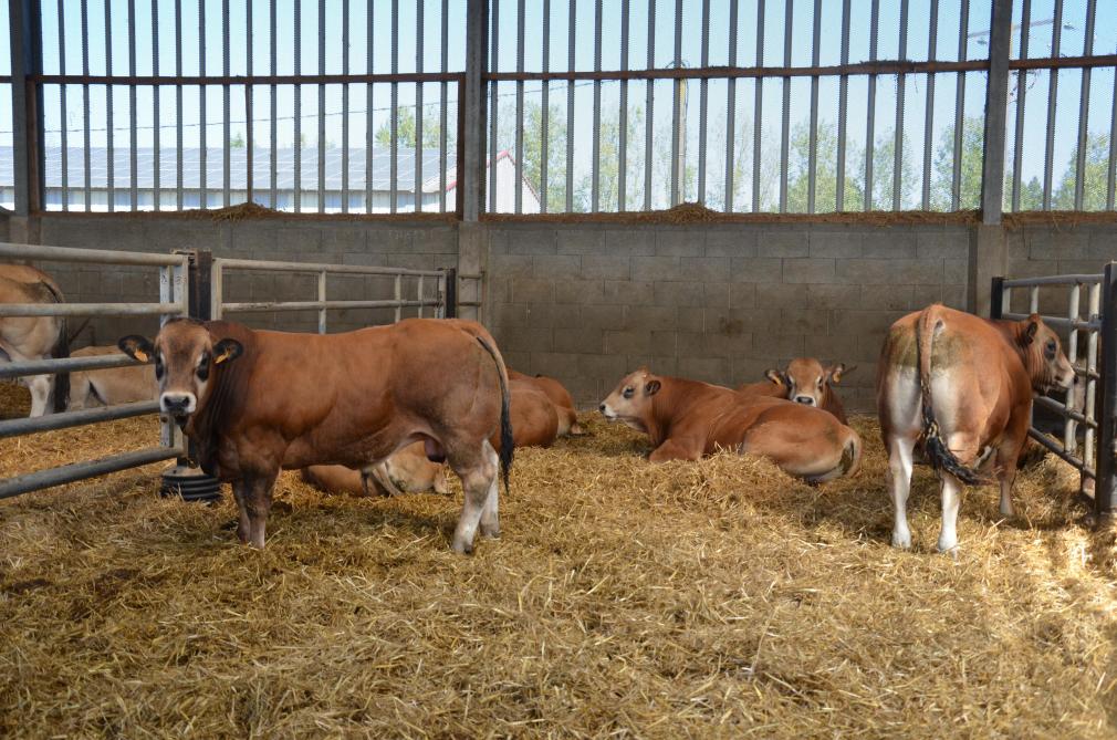Près d 95 % des taurillons sont engraissés en jeune bovin de maximum 16 mois.