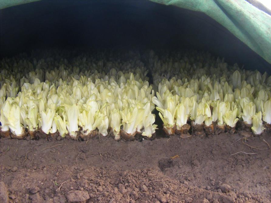 Pour les couches aménagées dans des serres maraîchères des petites fermes maraîchères, les températures élevées ne sont pas favorble à une belle formation du chicon. Ils prennent une forme de tulipe. Depuis quelques jours cela s