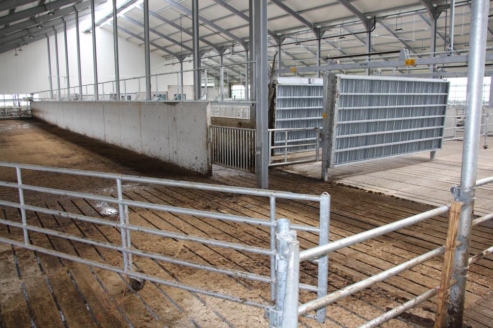 Le couloir central est divisé en deux parties. Des barrières assurent les allées des vaches vers la traite et leur retour.