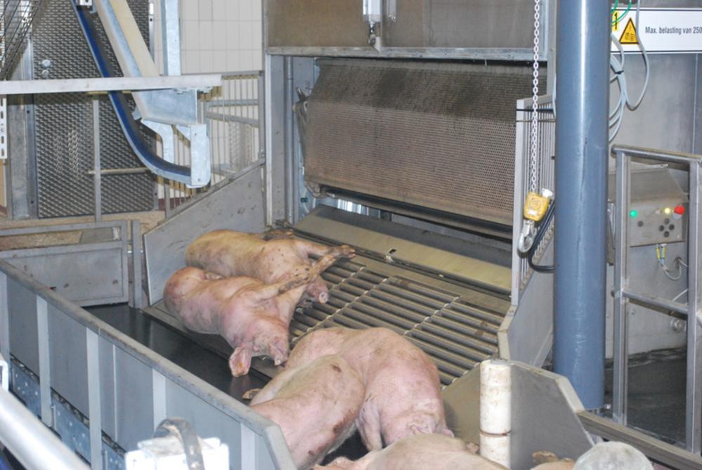 Pour les médias et le grand public, l’étourdissement au gaz est idéal car il renvoie  l’image de porcs paisiblement endormis.