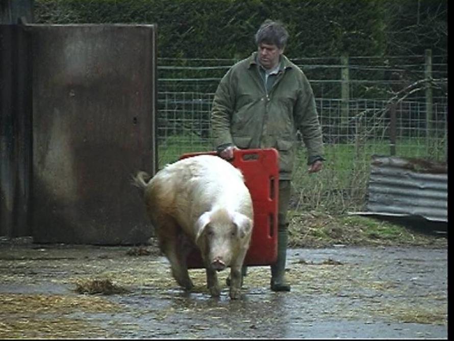 En se positionnant correctement derrière l’animal, l’usage d’une planche  facilite les déplacements des porcs.