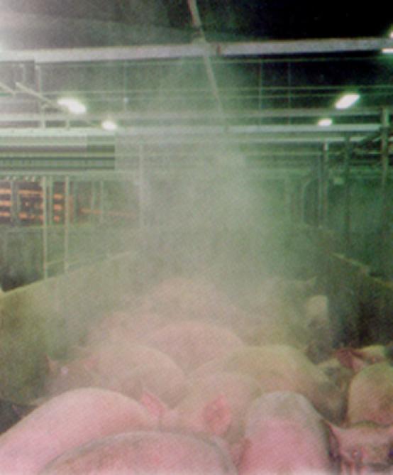 Dans les loges d’attente, la brumisation diminue ou retarde les bagarres entre porcs.