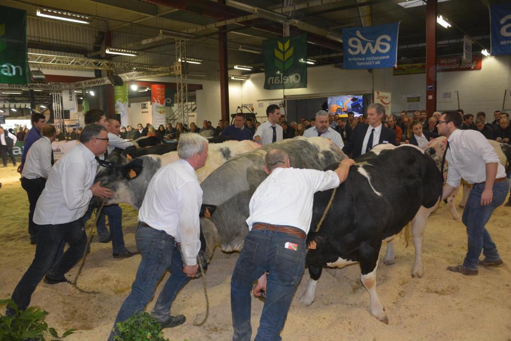 Du spectable, de la tension, du savoir-faire. Les éleveurs BBB sont fiers de leur race  et souhaitent ardemment renouer le dialogue avec un public le plus large possible.