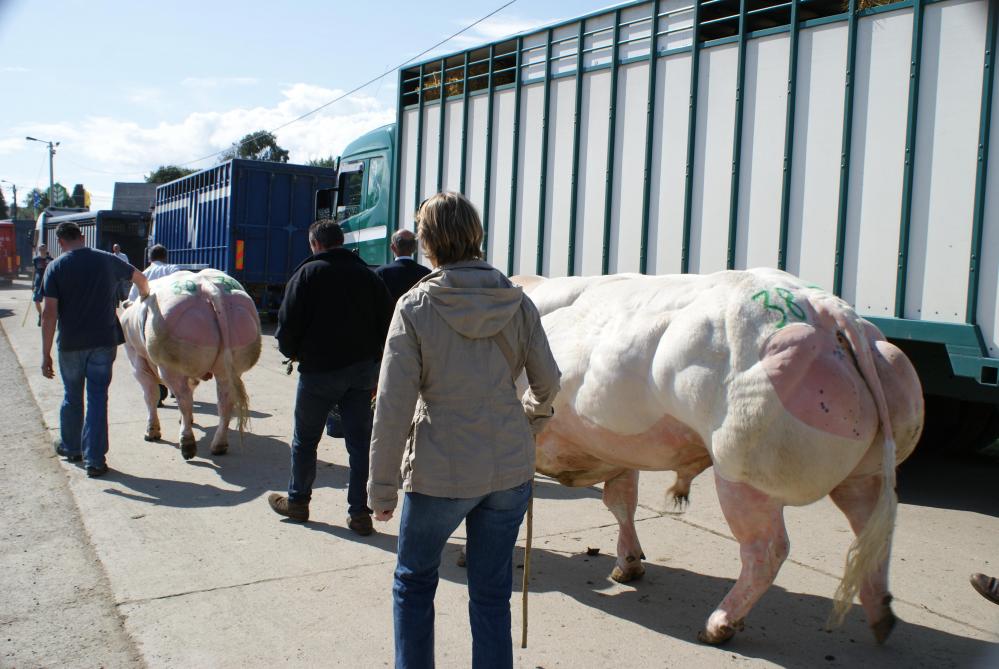 Le Code wallon du bien-être animal ne modifie en rien la législation sur le transport animal!