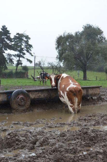 Le bien-être animal est devenu un sujet très sensible, qui fait souvent réagir au sein de la société et auquel le monde politique est également plus attentif pour diverses raisons.