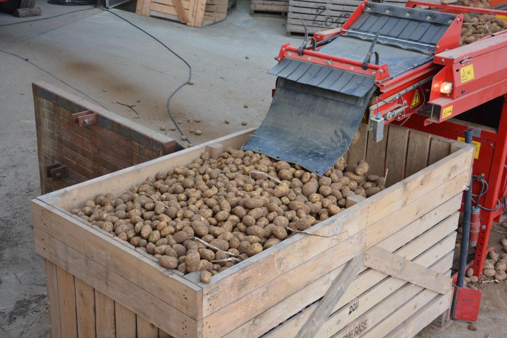 Notre pays dispose d’un million de tonnes de pommes de terre en moins que l’an dernier pour terminer la saison!