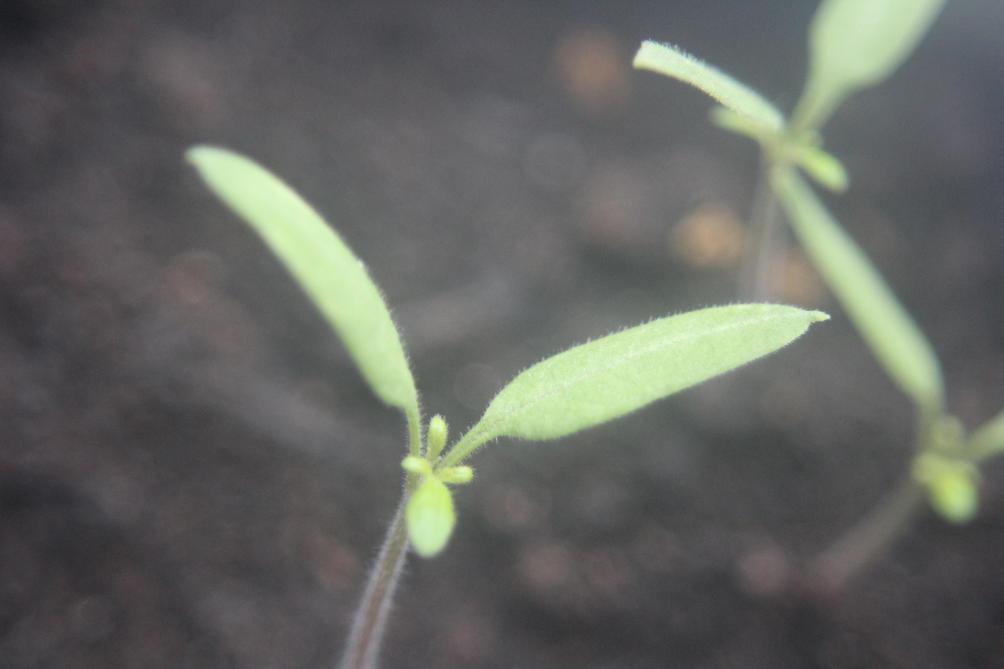 Les plantules levées en terrine de semis seront transplantées dans un contenant plus au volume plus important au stade «apparition des premières vraies feuilles».