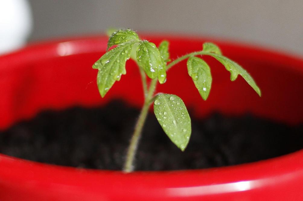 La tomate a besoin d’au moins une dizaine de degrés pour croître et se développer.