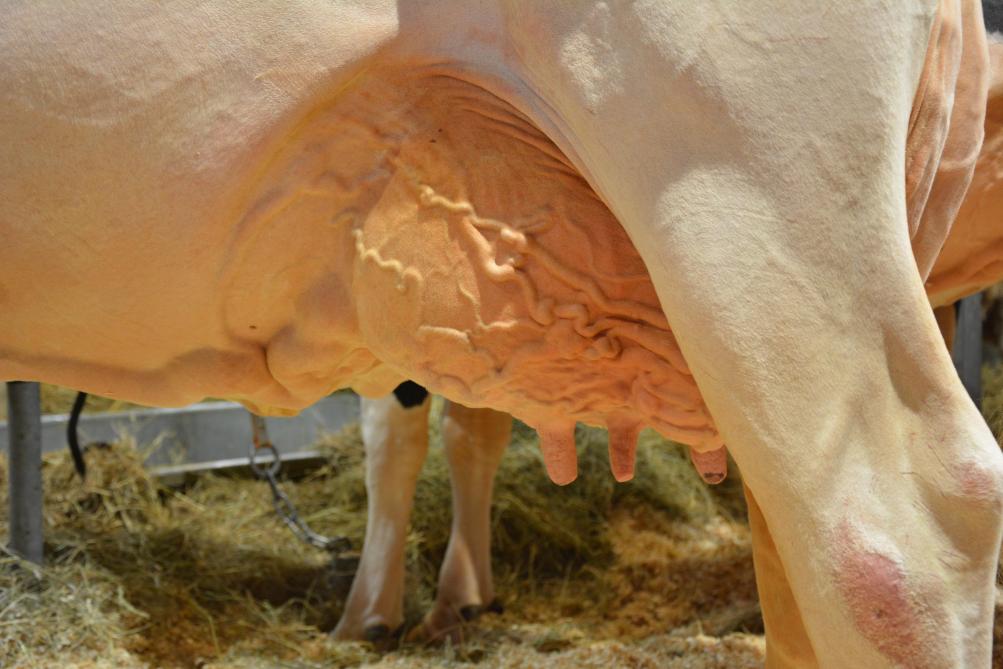 La production laitière moyenne par éleveur wallon s’élève à 430.808 l, soit une augmentation de 4,8 % par rapport à 2017.