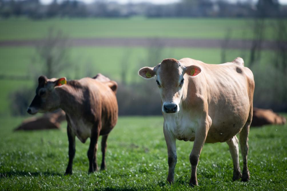 Peu présente en Belgique, la Jersiaise produit un lait se prêtant très bien à la transformation.