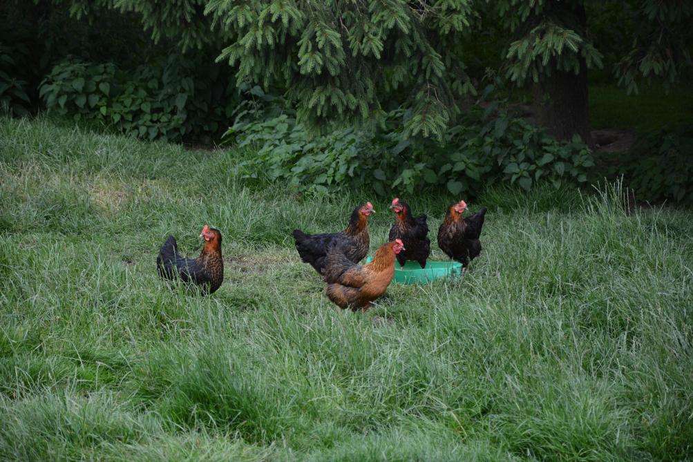 Dopée par la demande, l’aviculture bio wallonne enregistre une nouvelle croissance  impressionnante : +24 % pour les poulets de chair et + 35 % pour les poules pondeuses.
