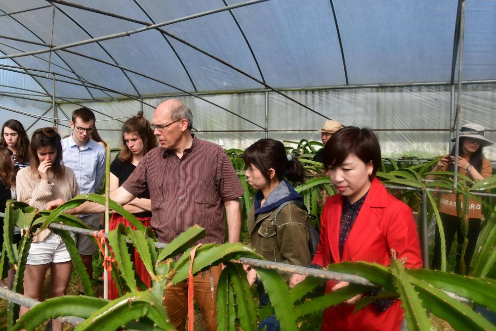 Dans le village de Nongyuan, visite des serres consacrées à la production de fruits du dragon au siège d’une coopérative fruitière et légumière, sous la conduite et les commentaires de sa directrice Mme Xiang (à droite) relayés par le professeur François Serneels (au centre).