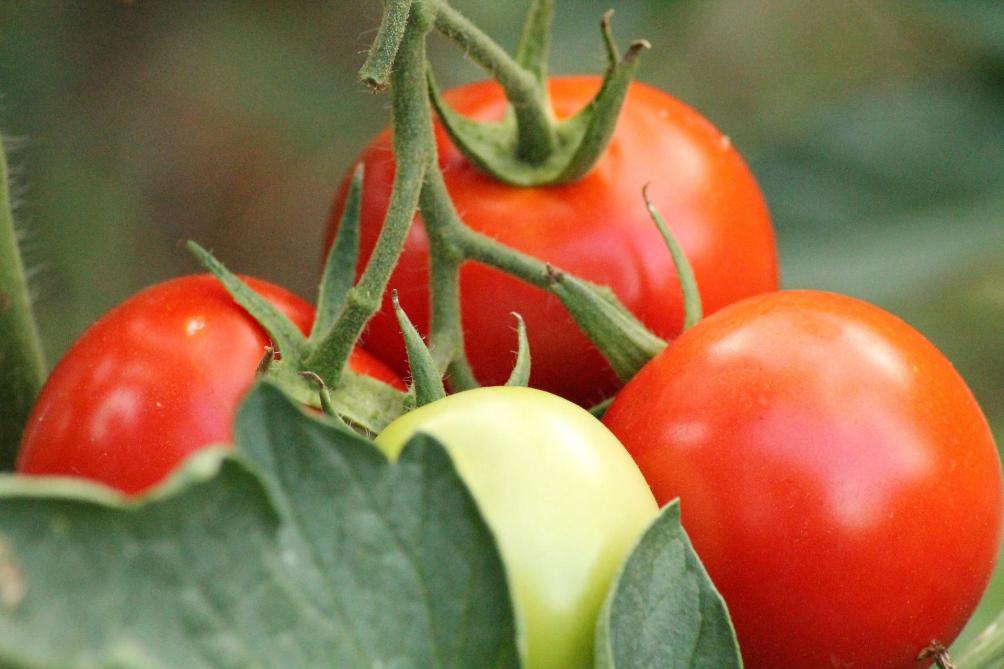 Les plantes au potager n’ont pas toutes les mêmes besoins en eau. Les tomates, par exemple, sont bien plus exigeantes que le basilic ou le thym.