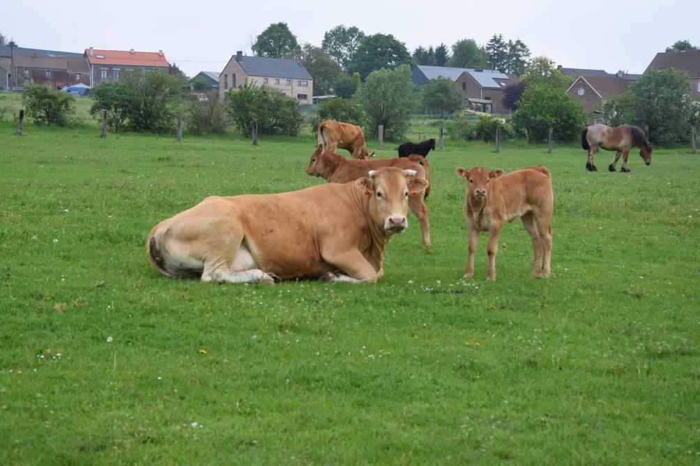 Les vaches limousines cohabitent parfaitement avec les chevaux de traits brabançons  de l’exploitation, sans aucune concurrence alimentaire.