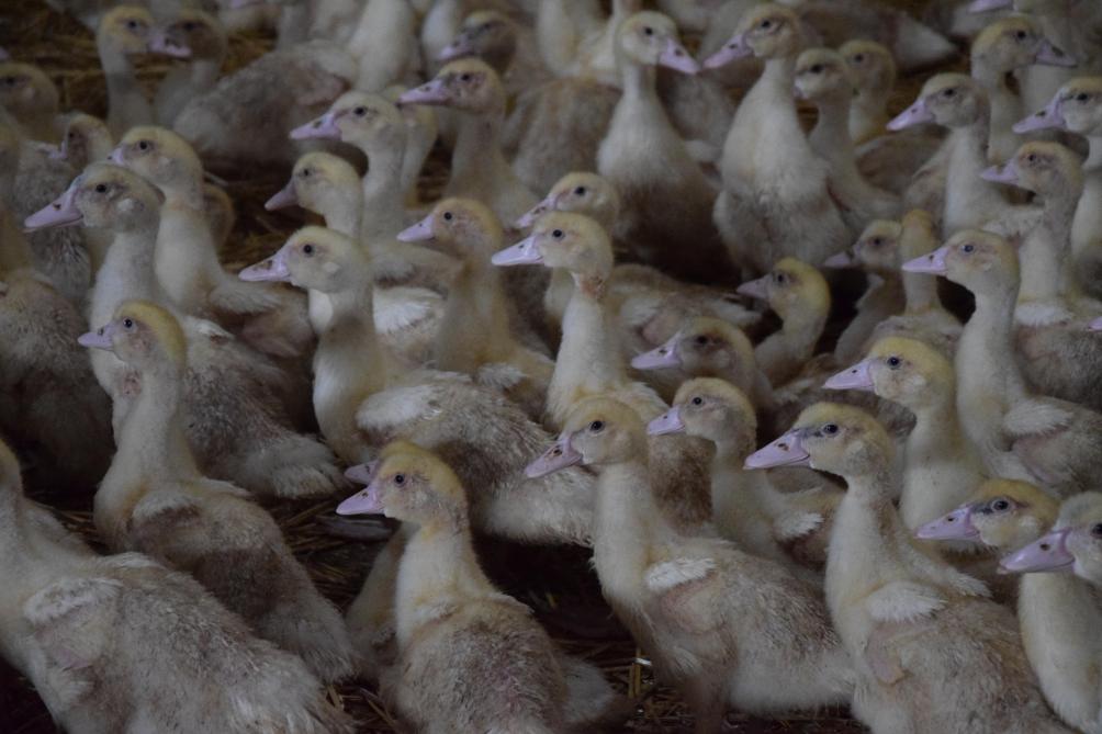 Tous les 15 jours, ce sont 200 canetons de 3 semaines qui arrivent à la Ferme Louis Legrand.