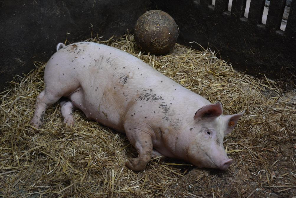 Les mesures en vigueur ont permis d’éviter l’introduction du virus dans les élevages,  mais ont nécessité l’abattage de plus de 4.000 porcs sains dans la zone contaminée.