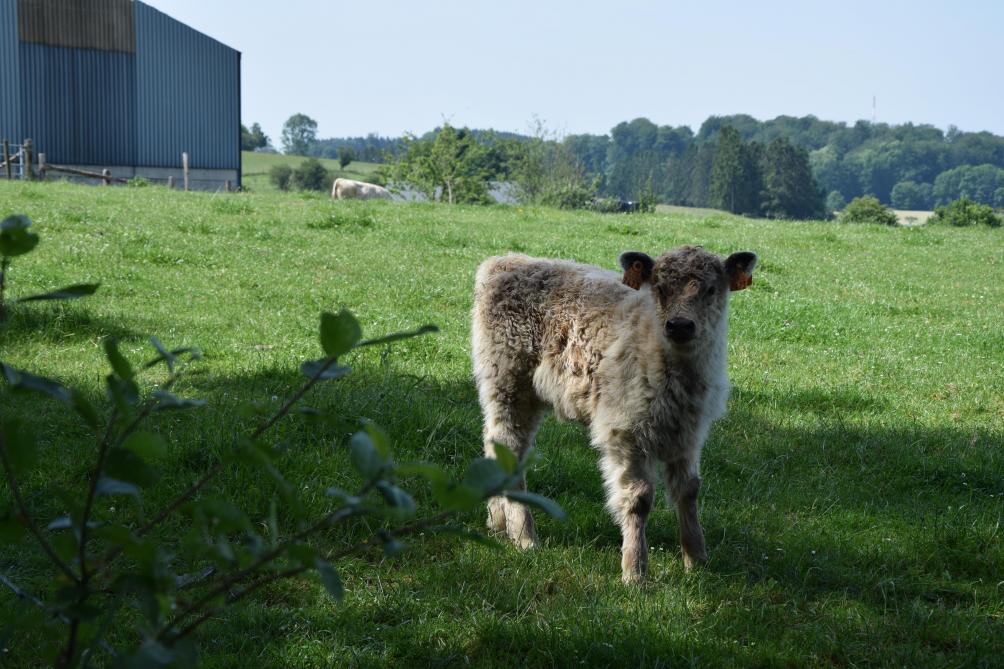 La Galloway, originaire d’Écosse, est une vache rustique, très résistance, facile à élever, et qui se contente de fourrage grossier.