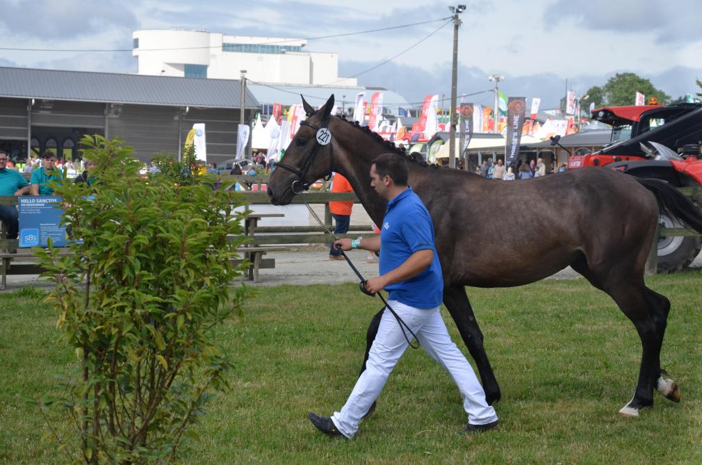 Le Summer breeding show, soit le grand concours d’élevage pour poneys et chevaux de sport, se déroulera du 26 au 28 juillet près du rond d’Havrincourt.