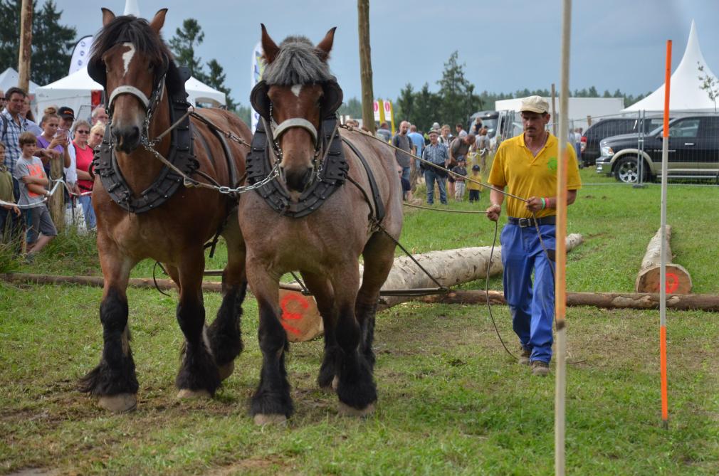 Le Trait se mettra une nouvelle fois en évidence lors du concours international du cheval de travail. Rendez-vous à Demo Forest les 30 et 31 juillet.