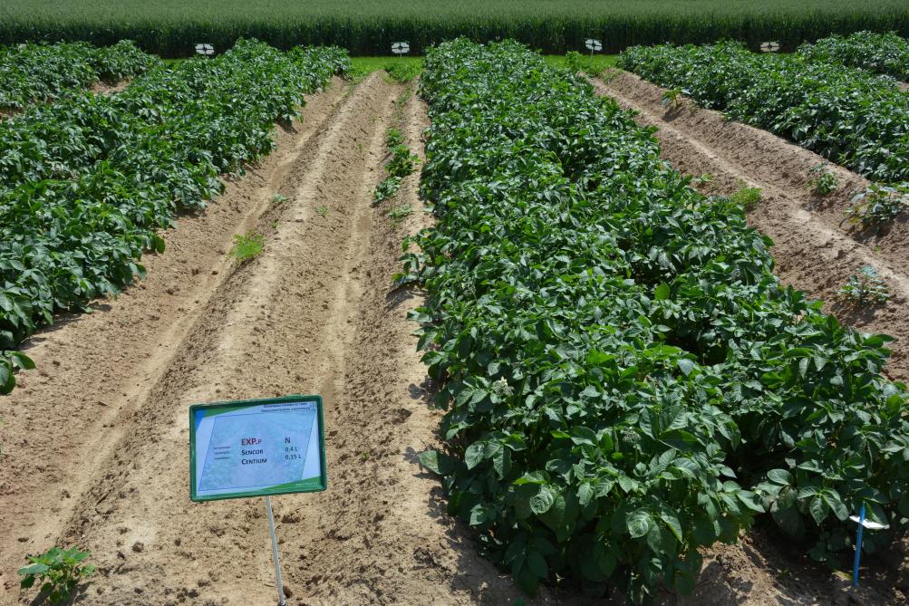 Un nouvel herbicide, sélectif de toutes les variétés de pommes de terre,  était présenté sur la plateforme. À terme, il constituera une bonne solution  pour le désherbage des variétés dites « sensibles » à la métribuzine.