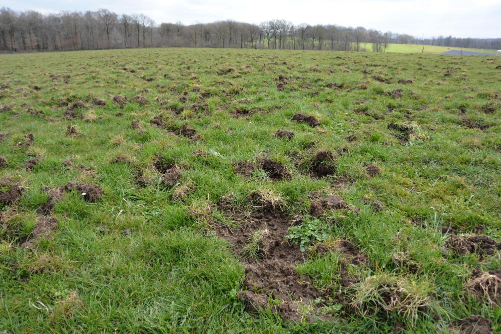 En plaines agricoles, les dégâts causés par les sangliers peuvent parfois être impressionnants.