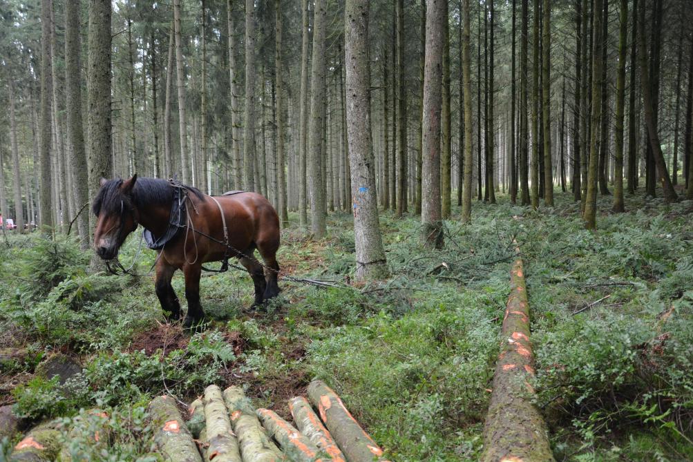 Le cheval trouve encore toute sa place pour certains travaux que des engins plus lourds et envahissants ne pourraient accomplir sans risquer de causer des dommages en forêt. Un moment de grâce...