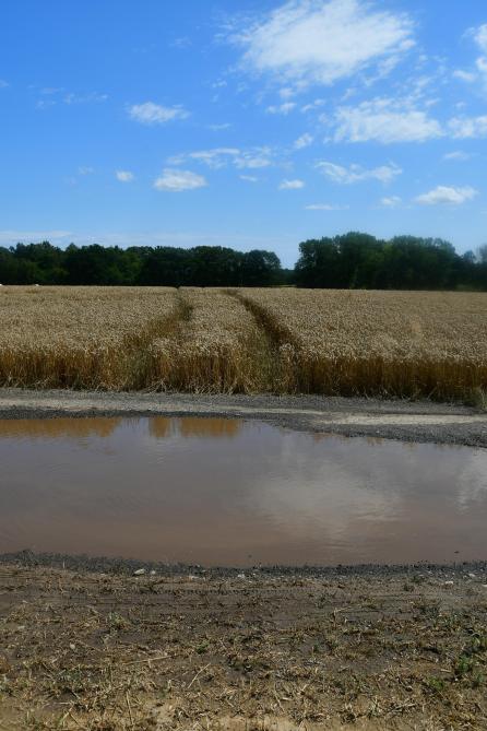 Les pluies du 27 juillet ont marqué une étape dans la qualité de la récolte des froments. Le poids à l’hl des grains récoltés après cette date ont chuté significativement.
