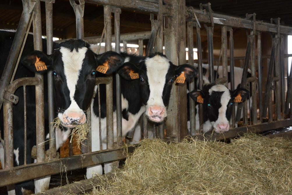 Si l’achat d’un bovin ne peut être évité, la prudence est de mise pour éviter  d’introduire un pathogène dans son élevage.