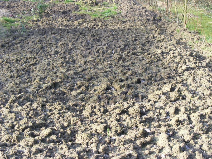 En sols à tendance argileuse, le travail du sol est conseillé en automne pour favoriser le travail du gel. Cela peut être un simple bêchage ou un simple décompactage sans retournement du sol. Une autre solution serait de pailler abondamment le sol avant l
