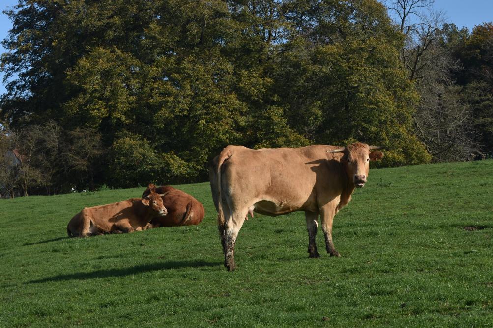Parmi les orientations analysées dans l’étude de la Direction de l’Analyse économique agricole, la production de viande bovine est plus souvent synonyme de fragilité économique.