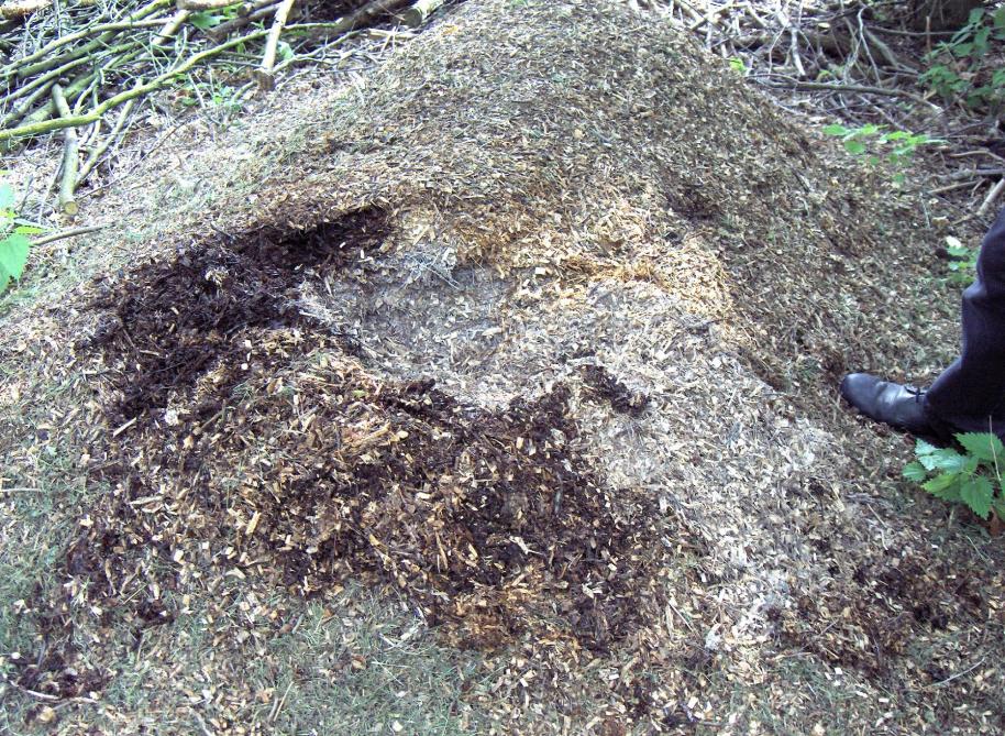 Le broyat de branchettes seul protège le sol des effets de la pluie. Il peut rester tout l