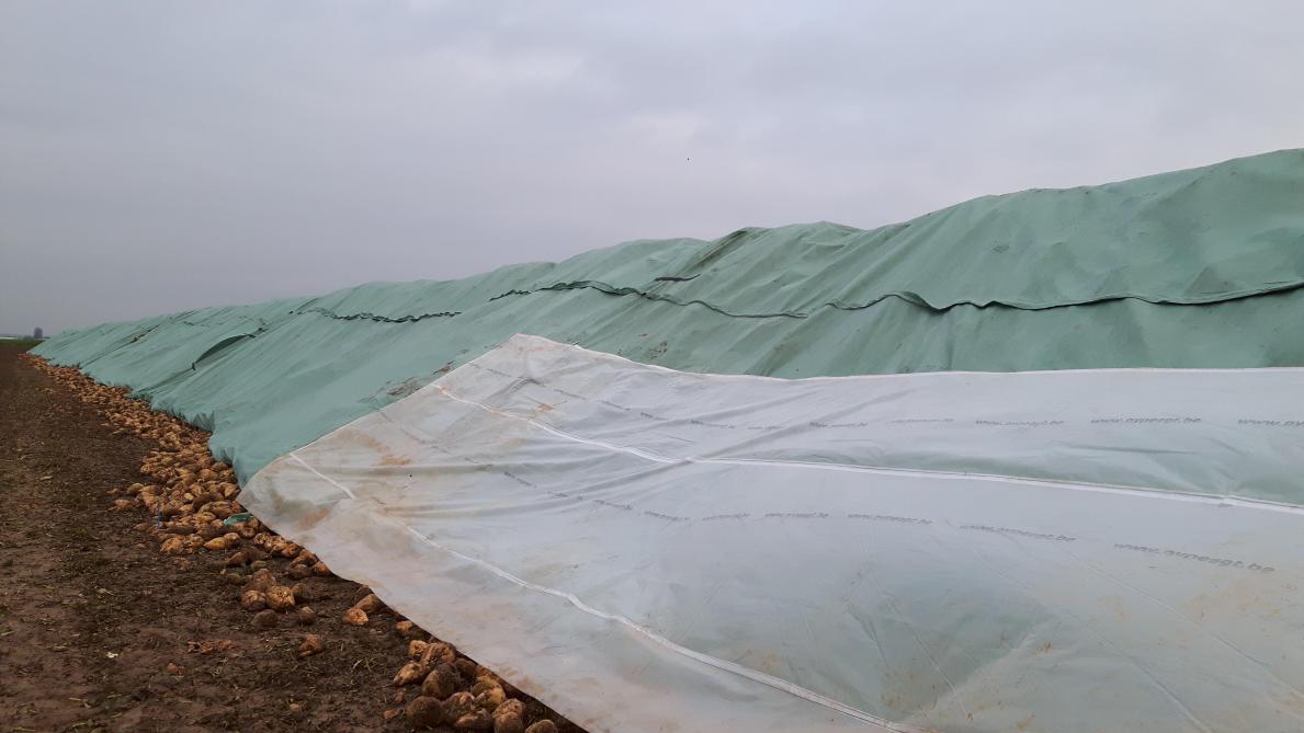 Vue d’un tas couvert d’un géotextile (vert) et partiellement surbâché d’une jupette (blanche). L’utilisation de jupettes ou d’une bâche plastique est obligatoire en cas de gel intense et permet de diminuer de 50% le nombre de betteraves gelées dans les premières couches du tas.