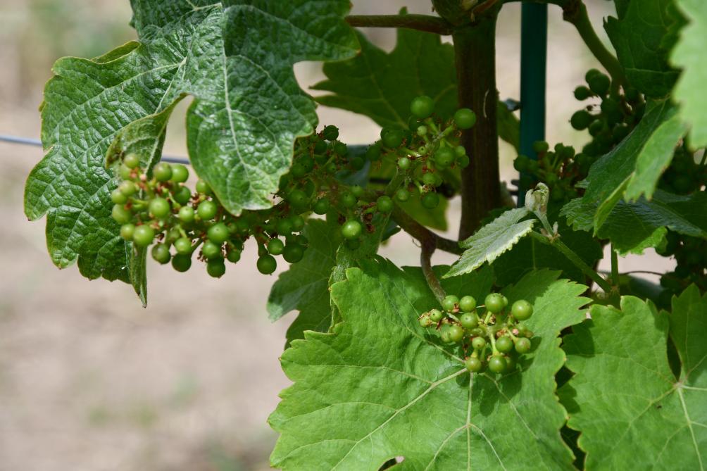 Le vignoble wallon se répartit aujourd’hui entre 70% de cépages blancs et 30% de rouges.