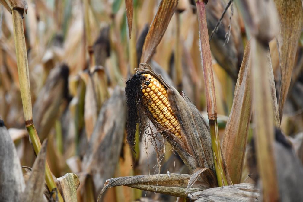 La production de maïs grain a souffert cette année des conditions fraîches en début de croissance et de la sécheresse durant le mois de juillet.