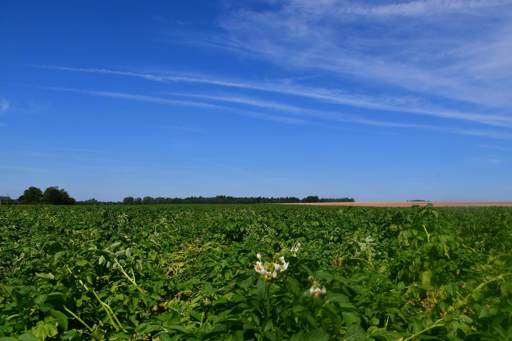 Le suivi des souches de Phytophtora infestans, l’étude de la résistance variétale, la spatialisation des données météo et d’autres thèmes de recherche participent à améliorer la connaissance du mildiou et à optimiser les moyens de lutte, et notamment l’outil d’aide à la décision Vigimap.