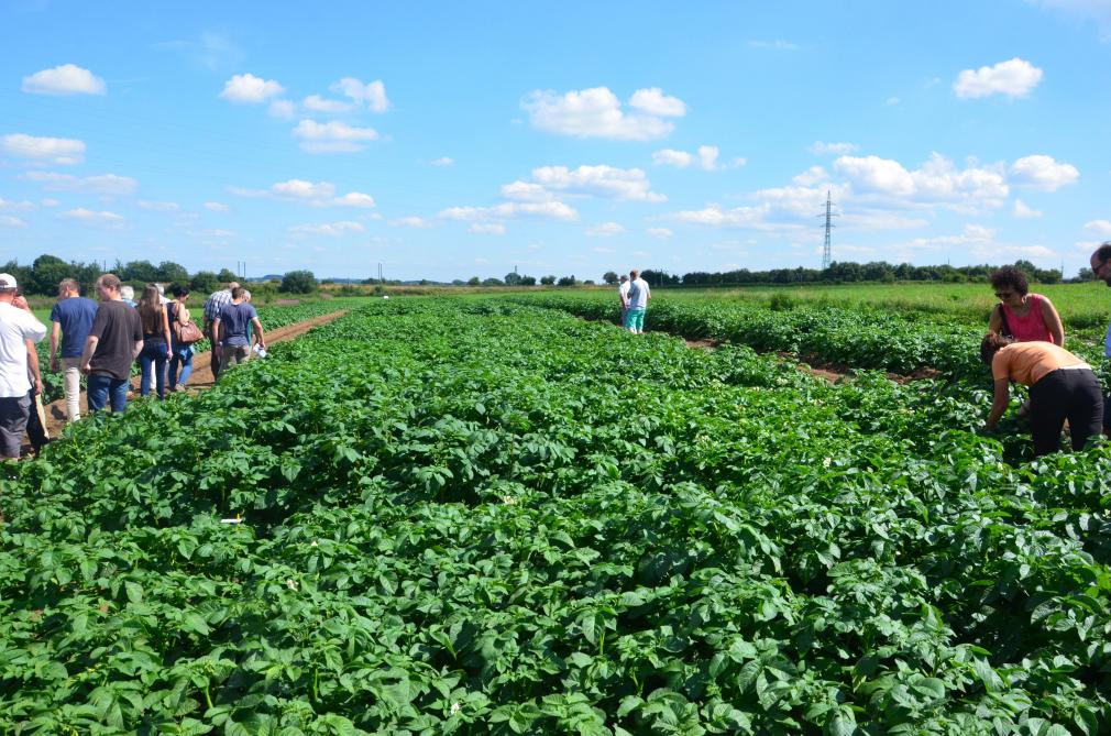 L’évaluation du comportement des variétés vis-à-vis de Phytophtora infestans est réalisée annuellement par le Cra-w à Libramont et par le Carah à Ath via des essais au champ.