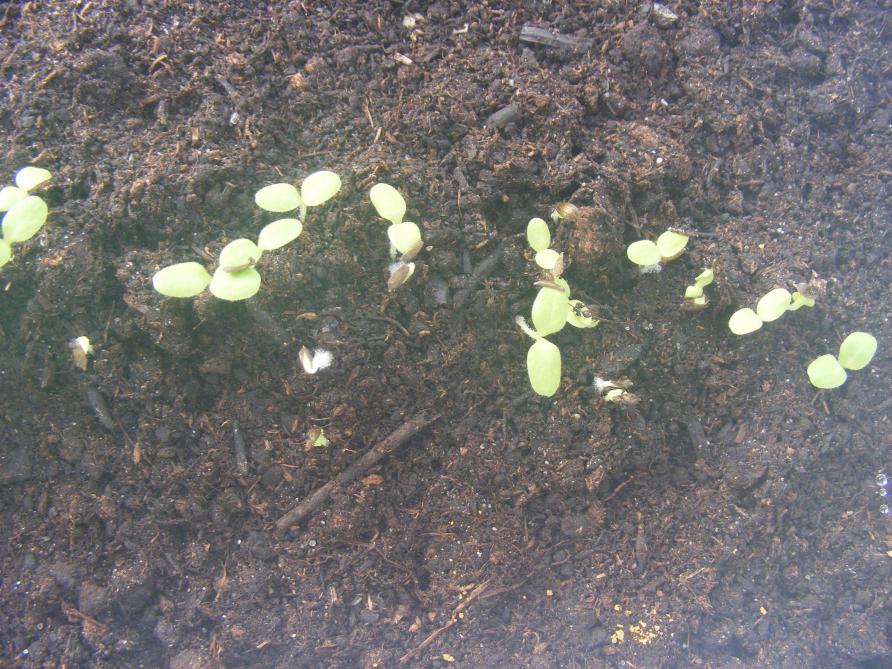Le semis en couche présente plusieurs avantages
: facile, le verre protège bien les plantes, peu coûteux. Un inconvénient
: il faut ouvrir chaque jour et et fermer chaque nuit pour éviter la surchauffe en cas de fort ensoleillement.