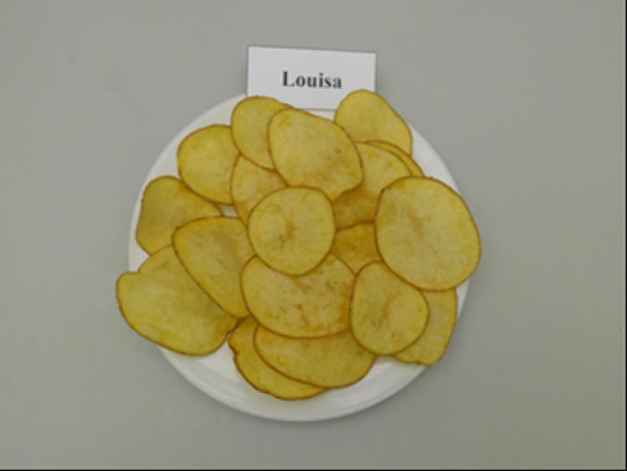 ... avec une excellente couleur de cuisson des chips, dans les tests réalisés l’an dernier à Libramont.