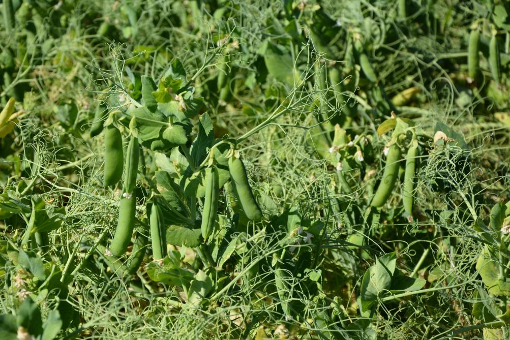 Les agriculteurs spécialisés dans la production de légumes sont eux aussi amenés à traiter avec l’agro-industrie. Les mesures de protection inscrites dans le Code de droit économique doivent leur permettre de faire face à d’éventuels abus.