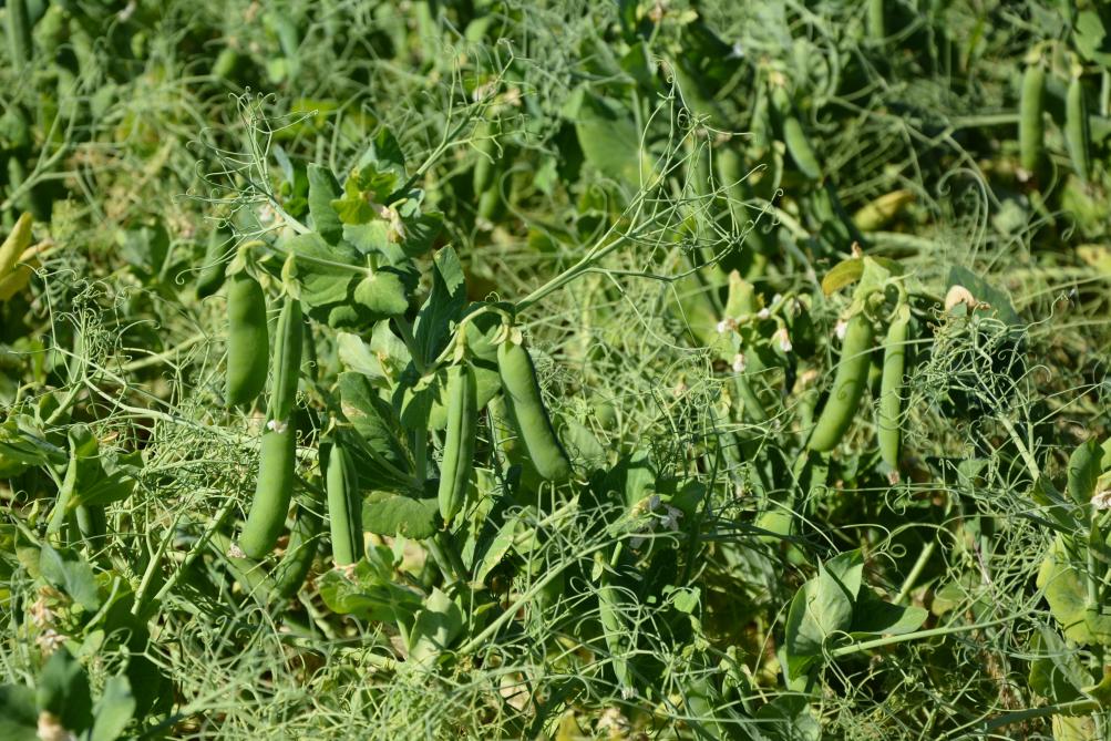 Les agriculteurs spécialisés dans la production de légumes sont eux aussi amenés à traiter avec l’agro-industrie.  Les mesures de protection inscrites dans le Code de droit économique doivent leur permettre de faire face à d’éventuels abus.