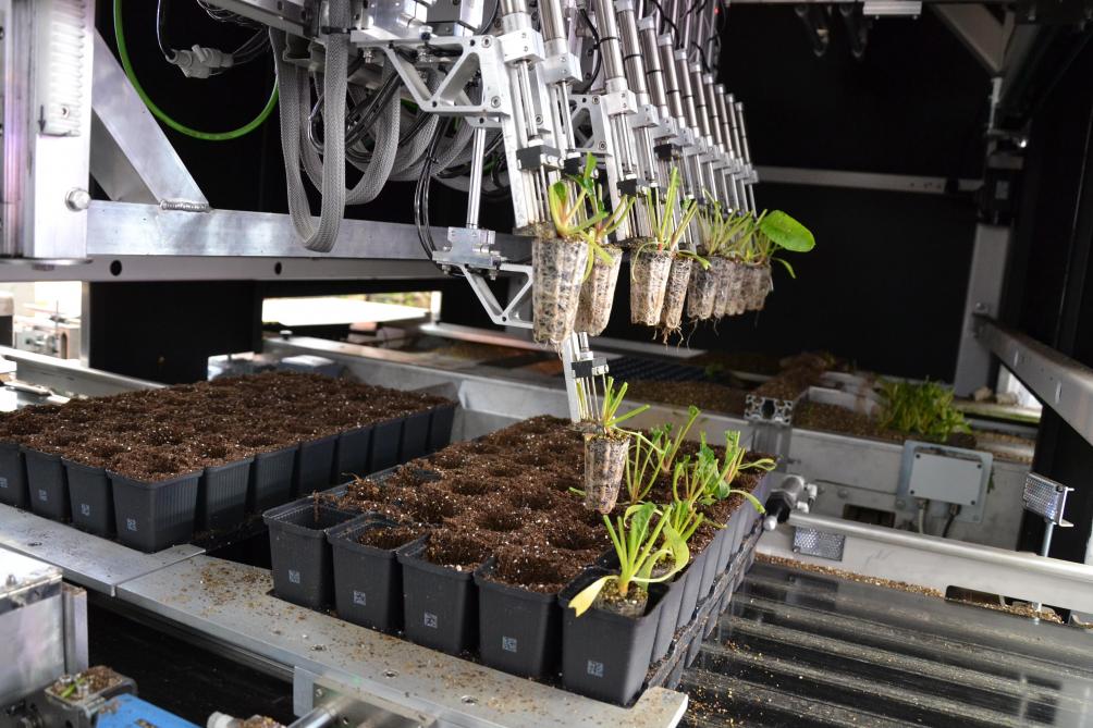 Un robot assure le repiquage des plants admis au processus de sélection.