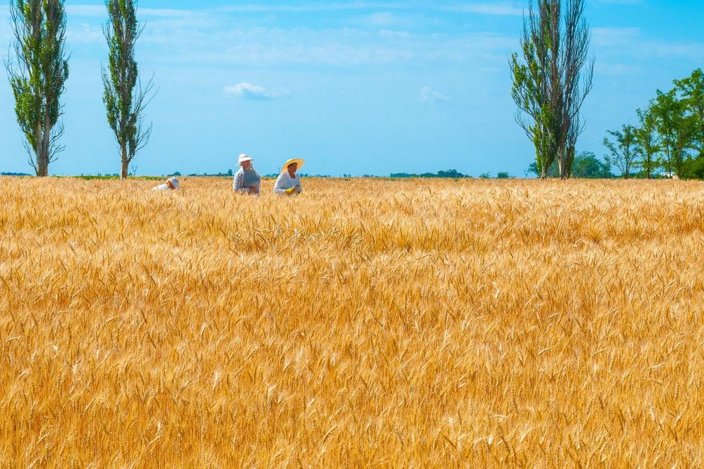 La décision de la Russie et l’Ukraine de restreindre leurs exportations de céréales participe aussi à accroître les risques de pénurie alimentaire au sein des pays importateurs de denrées alimentaires de base.