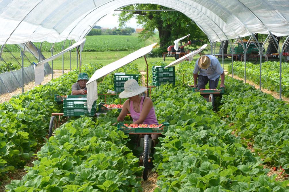 Le Copa-Cogeca réclame la mise en place de mesures exceptionnelles pour le secteur des fruits et légumes déjà fortement affecté par les conséquences de la crise du coronavirus. C’est le cas, par exemple, dans le secteur des fraises.
