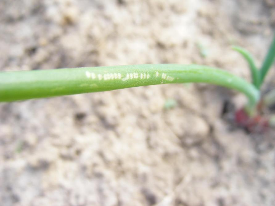 Les bordures des parcelles et les plantes pièges de ciboulette sont à surveiller de près dès le début septembre pour repérer les piqures de nourrissement.