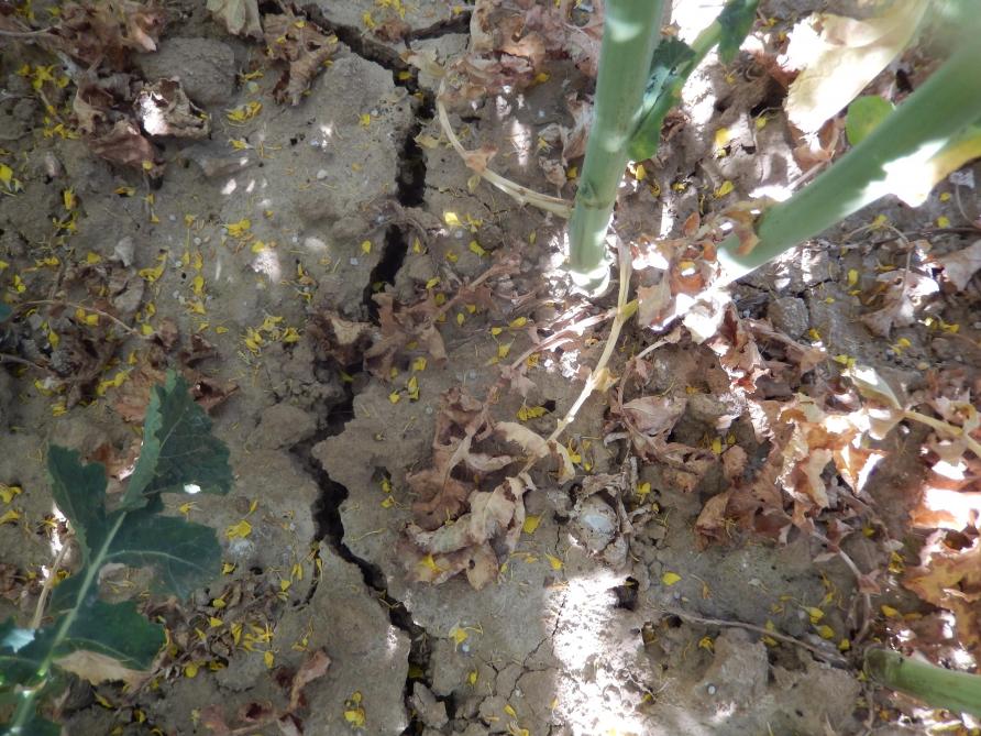 On distingue des tiges dans un sol très sec (crevasses), de l’engrais azoté non fondu totalement... et déjà des pertes de feuilles, au 21 avril dernier.