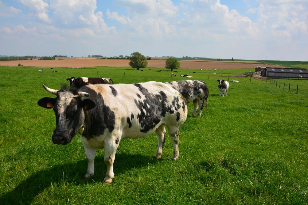 Une aide au stockage privé pour la viande bovine a été proposée pour un volume total de 25.000 t et un budget de 26 millions €. Une première au sein de l’UE.