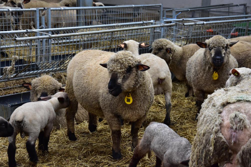 La famille Steegmans élève quatre races de mouton :  Hampshire Down, Texel, Swifter et Charollais.
