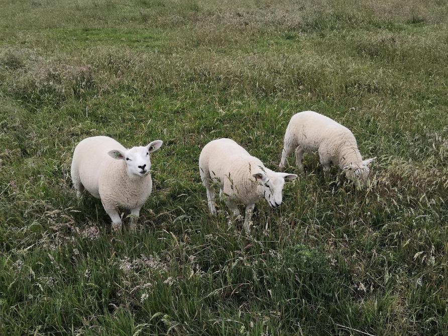 Certes plus discrètes, la filière ovine s’affiche en constante évolution depuis 2009  et 2019 ne déroge pas à la règle, avec une hausse du nombre d’animaux de 9 %.
