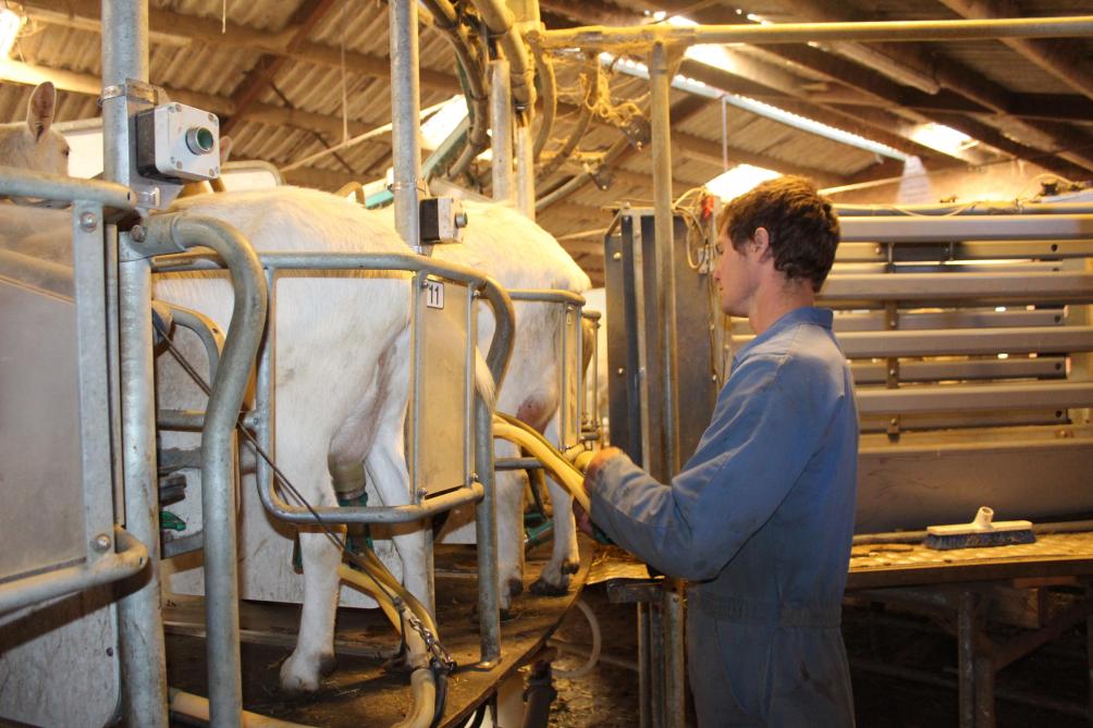 Une installation de type carrousel a été acquise pour la traite des chèvres.
