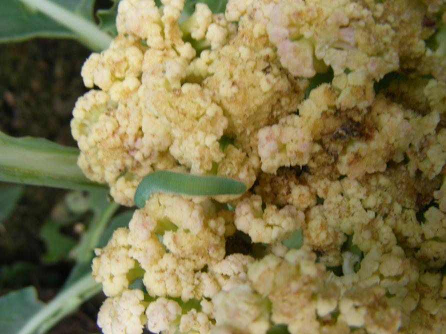 Sur les choux en général, et en particulier sur chou-fleur, les dégâts sont considérables, tant par les tissus dévorés que par la présence des déjections.